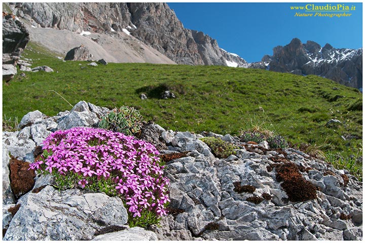 silene acaulis, dolomiti, fiori di montagna, alpini